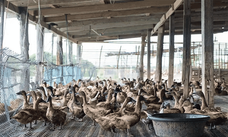 深秋家禽养殖面临哪些挑战？科学应对策略全解析