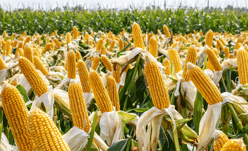 玉米很少当主食吃，凭什么与水稻小麦并称世界三大主粮？