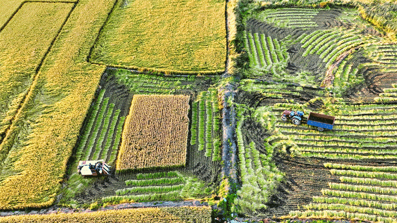 黑龙江：黑土地保护如何实现&ldquo;藏粮于地&rdquo;？科技与规模经营双轮驱动