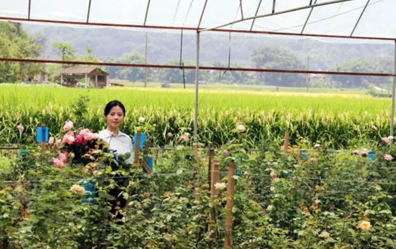 云南乡村振兴背后的奋斗者群像:从脱贫攻坚到共同富裕的实践力量