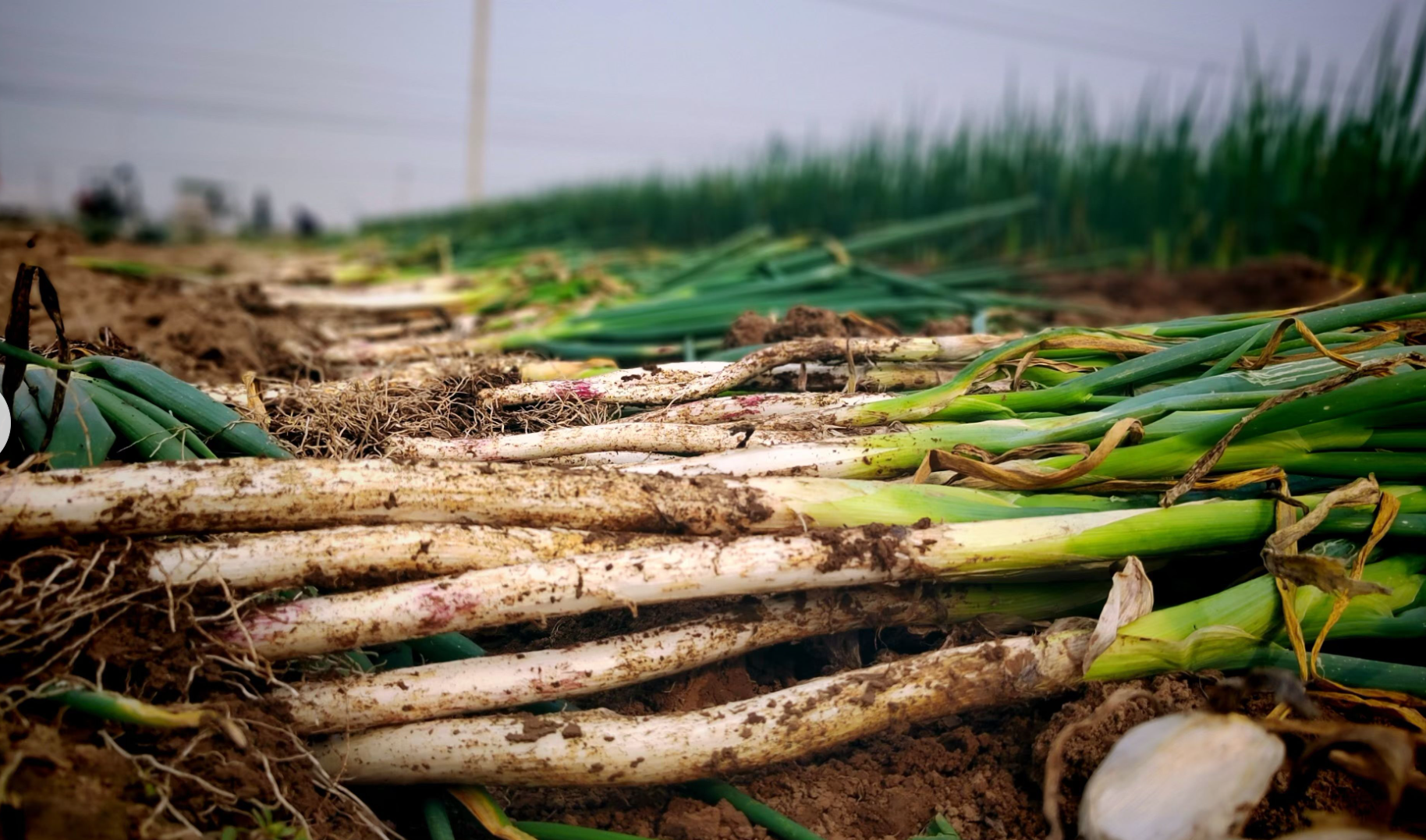 大葱亩产能差 1.6 万斤？章丘示范田破 1.98 万斤 高产品种商机全解析