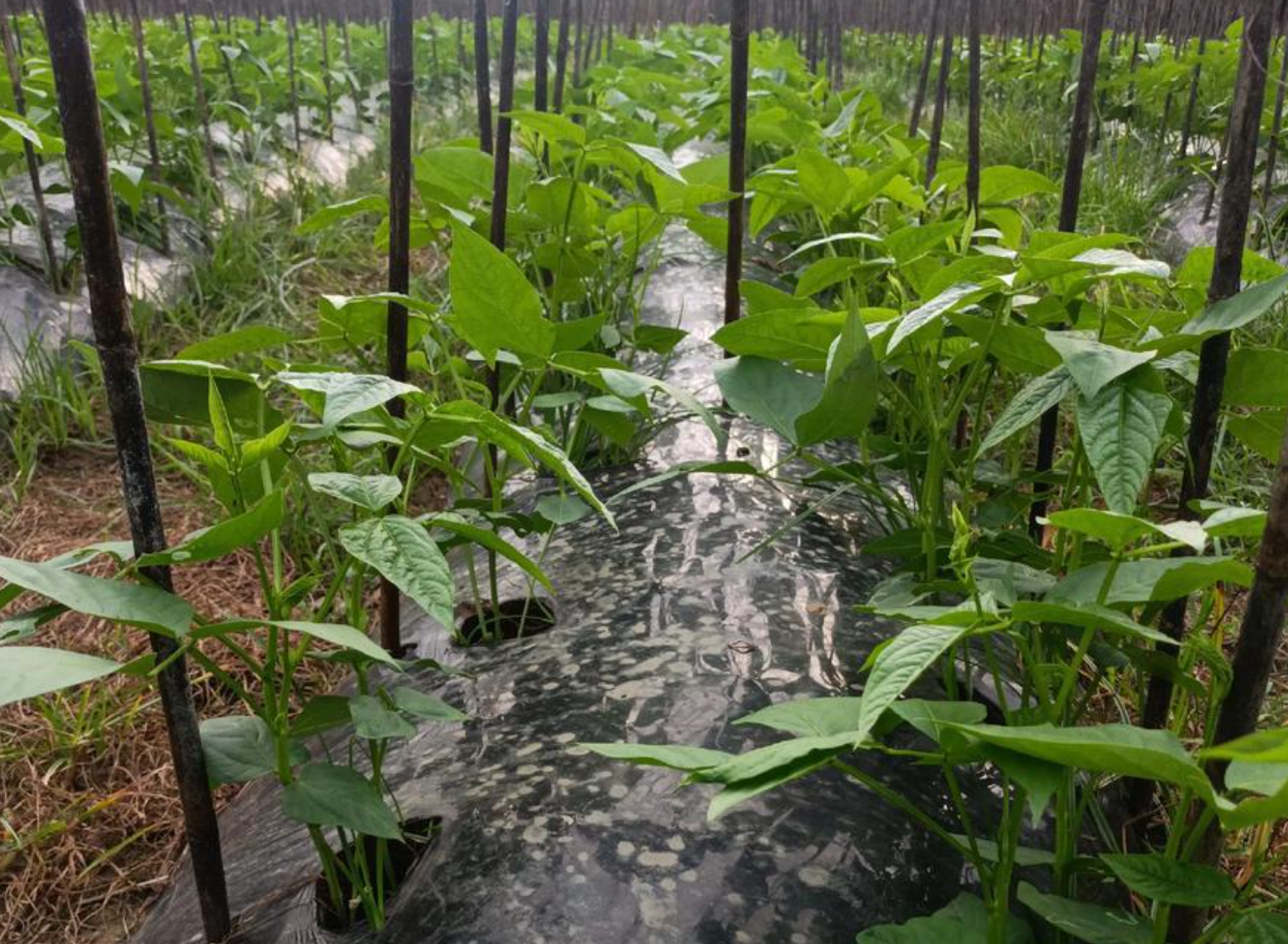 2025豆角种植成本收益分析 一亩能赚多少钱