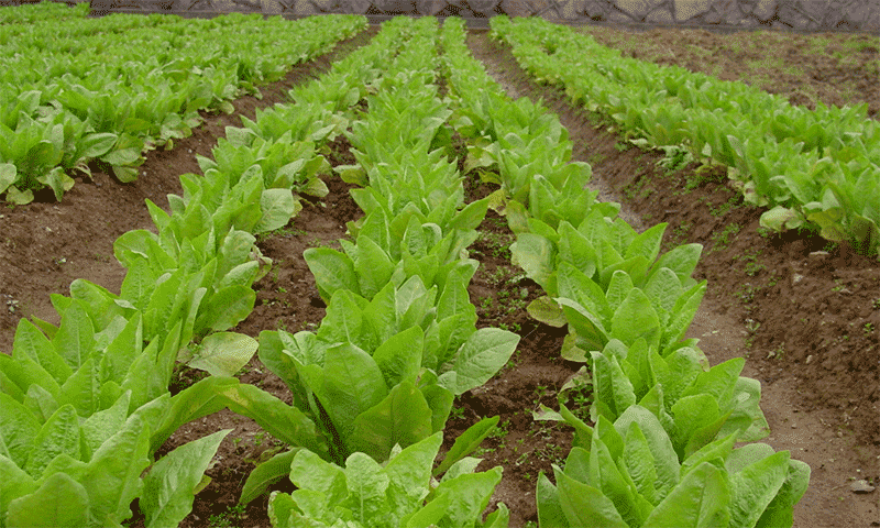 莴苣几月种最合适？华北春 2-3 月育苗 / 华南秋 9-11 月播 分区域适播期指南