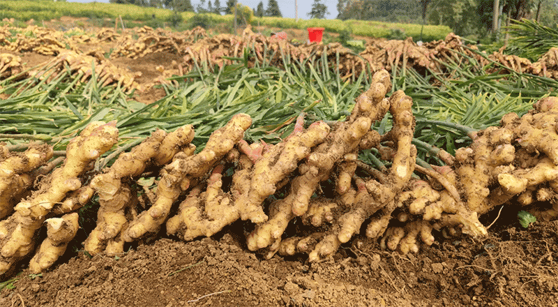 生姜高产的秘密：南北种植时间表与高产栽培技术全解析