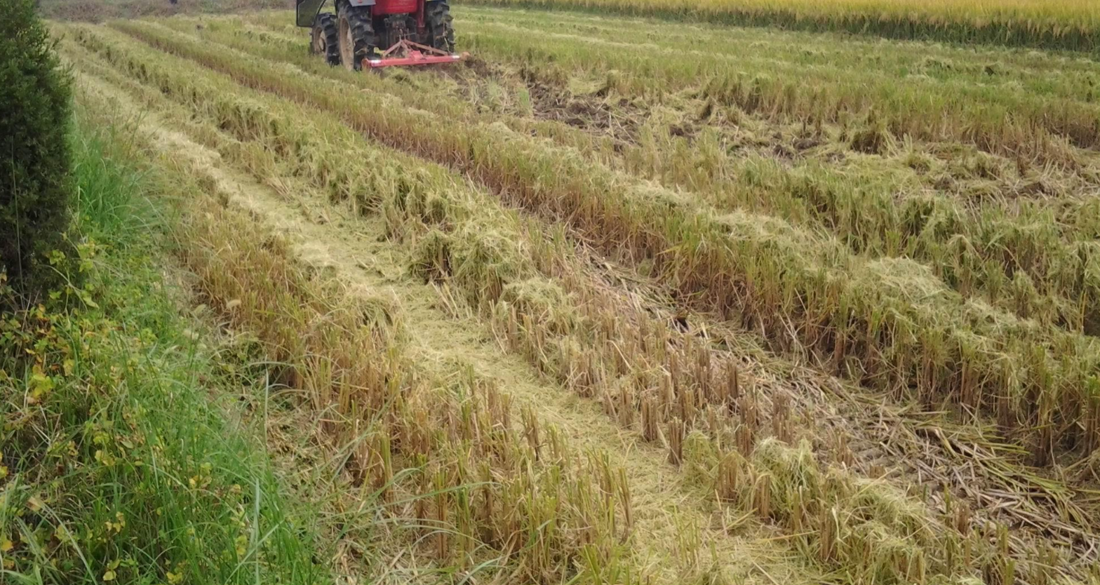 稻茬麦秸秆还田后如何整地才能避免小麦出苗差？