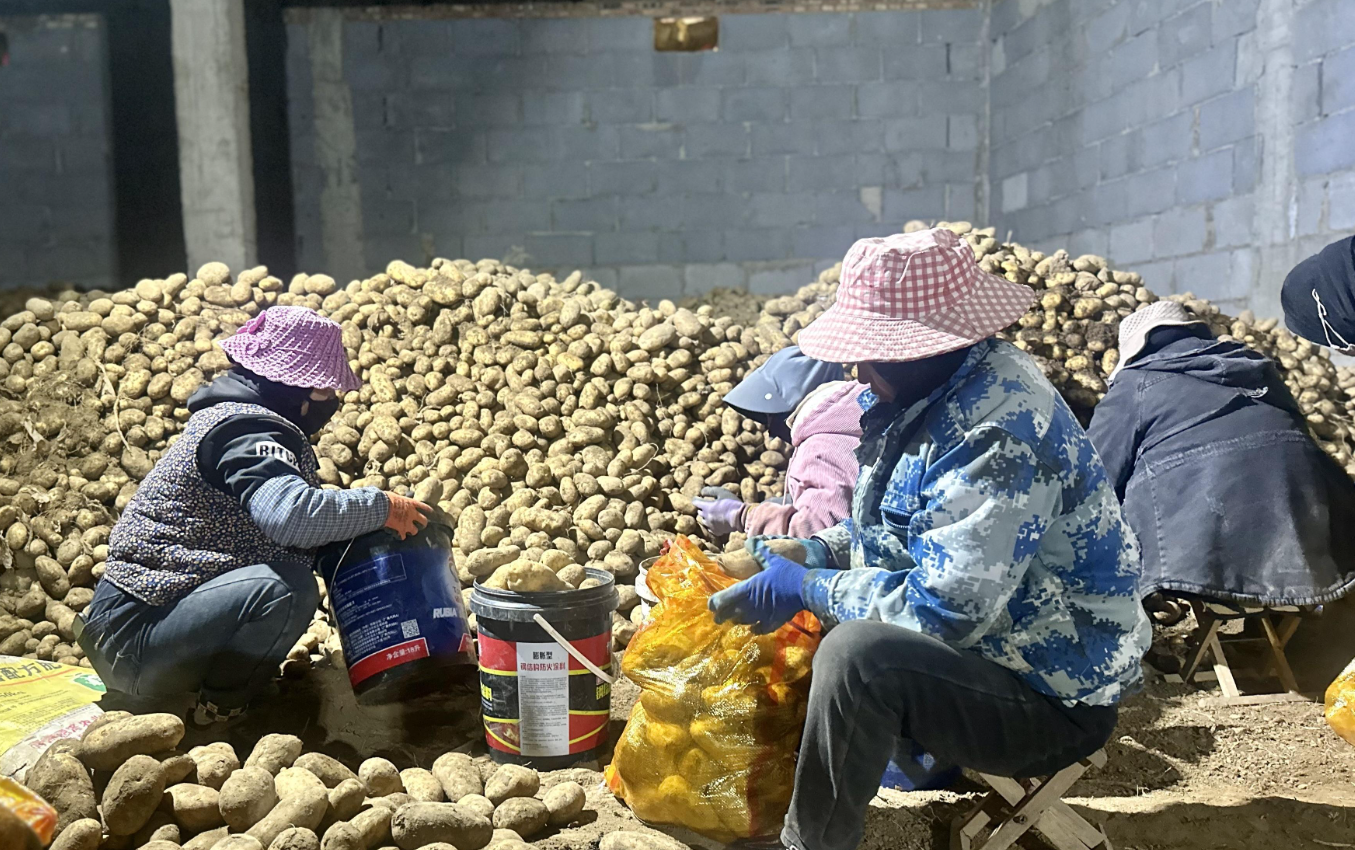 秋冬马铃薯种薯处理全攻略：发芽率与抗病性双提升