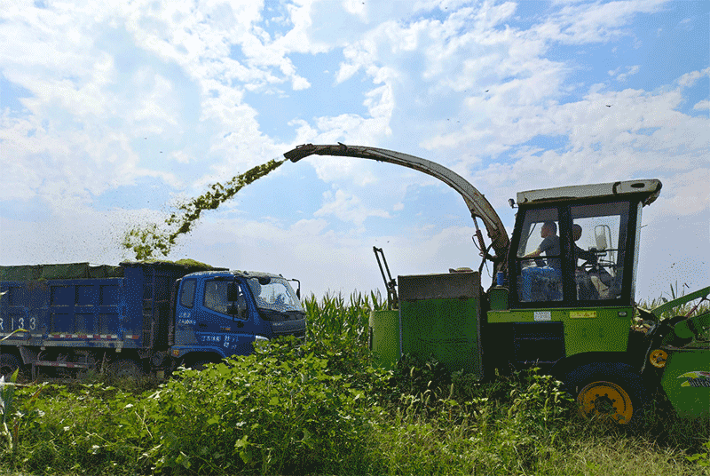 秋冬肉牛容易掉膘,有哪些低成本的秸秆青贮技术要点?
