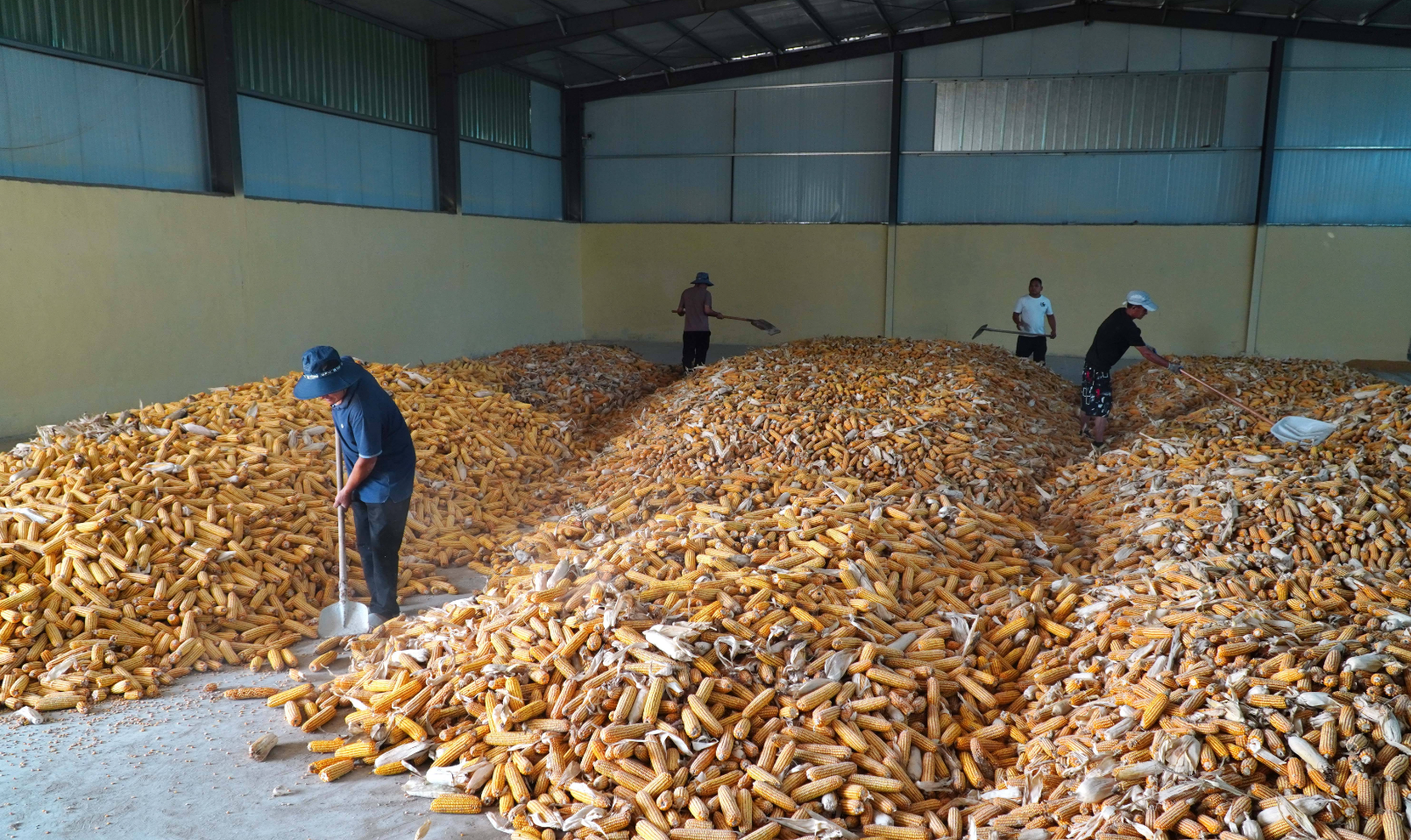 玉米仓储时用什么物理方法能长期防霉变和玉米象？