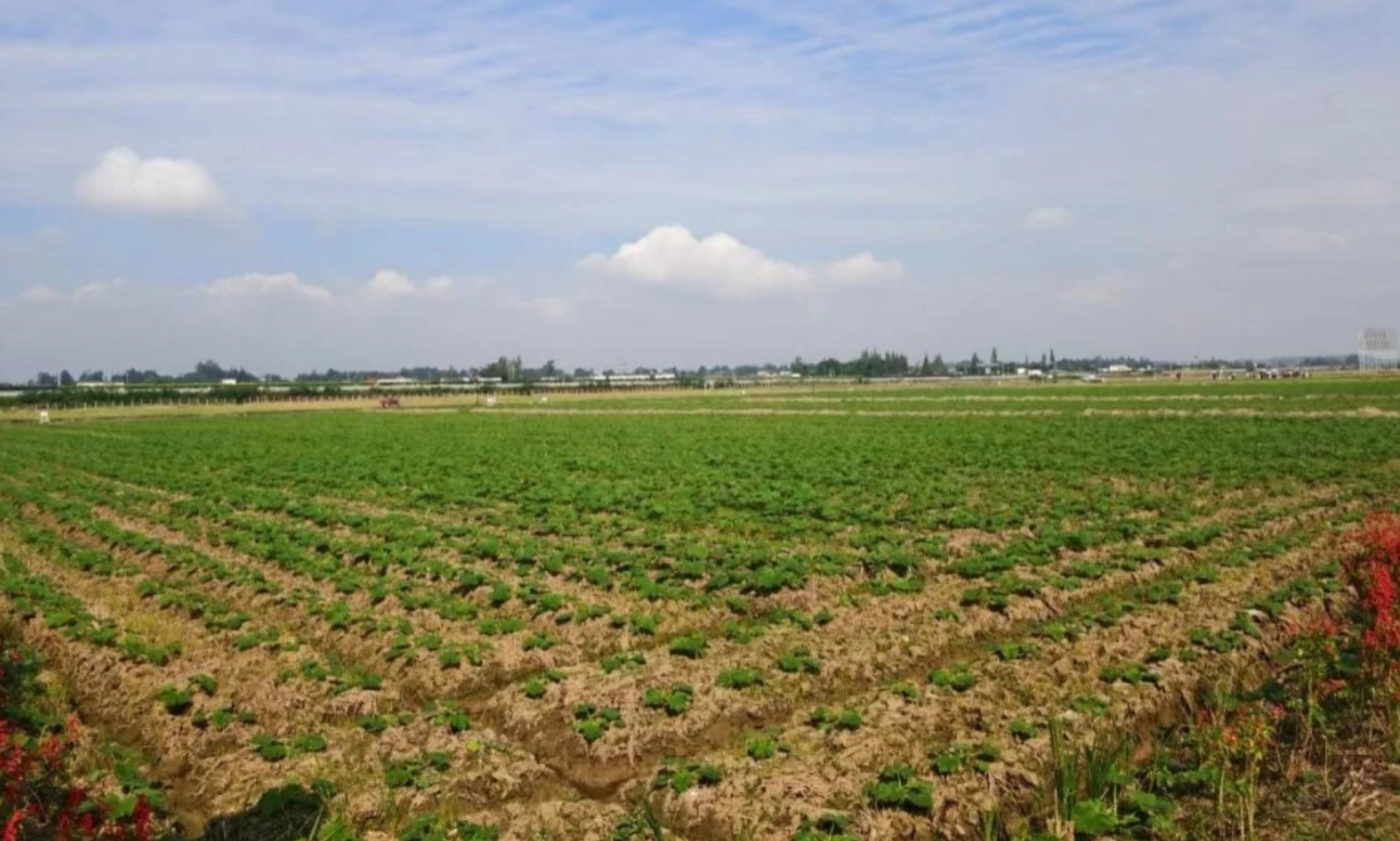从田间到餐桌 中国筑牢大国粮仓的三大关键支撑