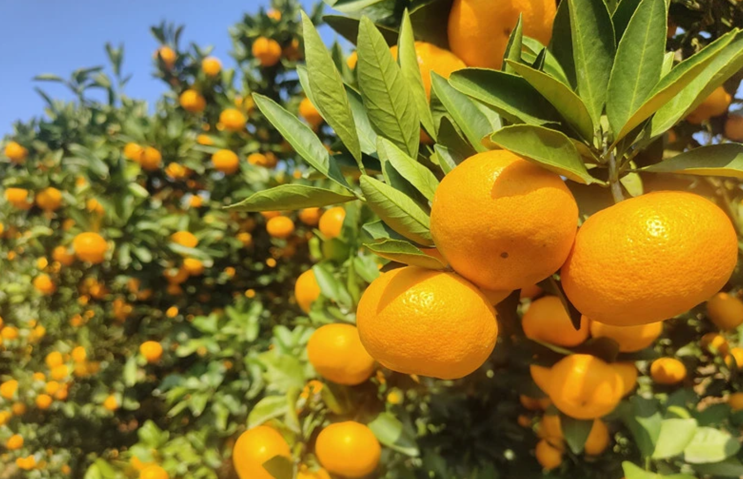 石门柑橘品质密码不打蜡不催熟背后的生态智慧
