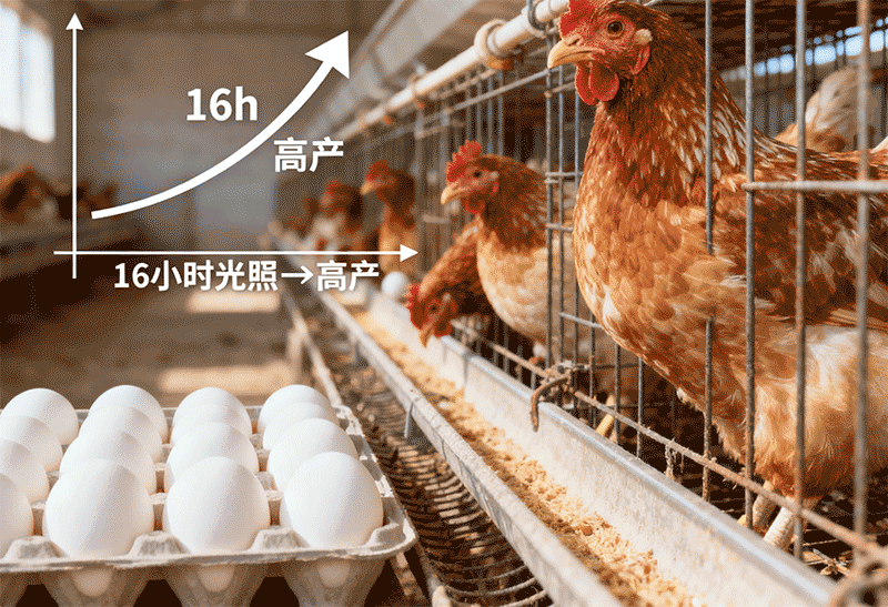 10月下旬后蛋鸡需补充人工光照至多少小时?分早晚两次补充有何好处?