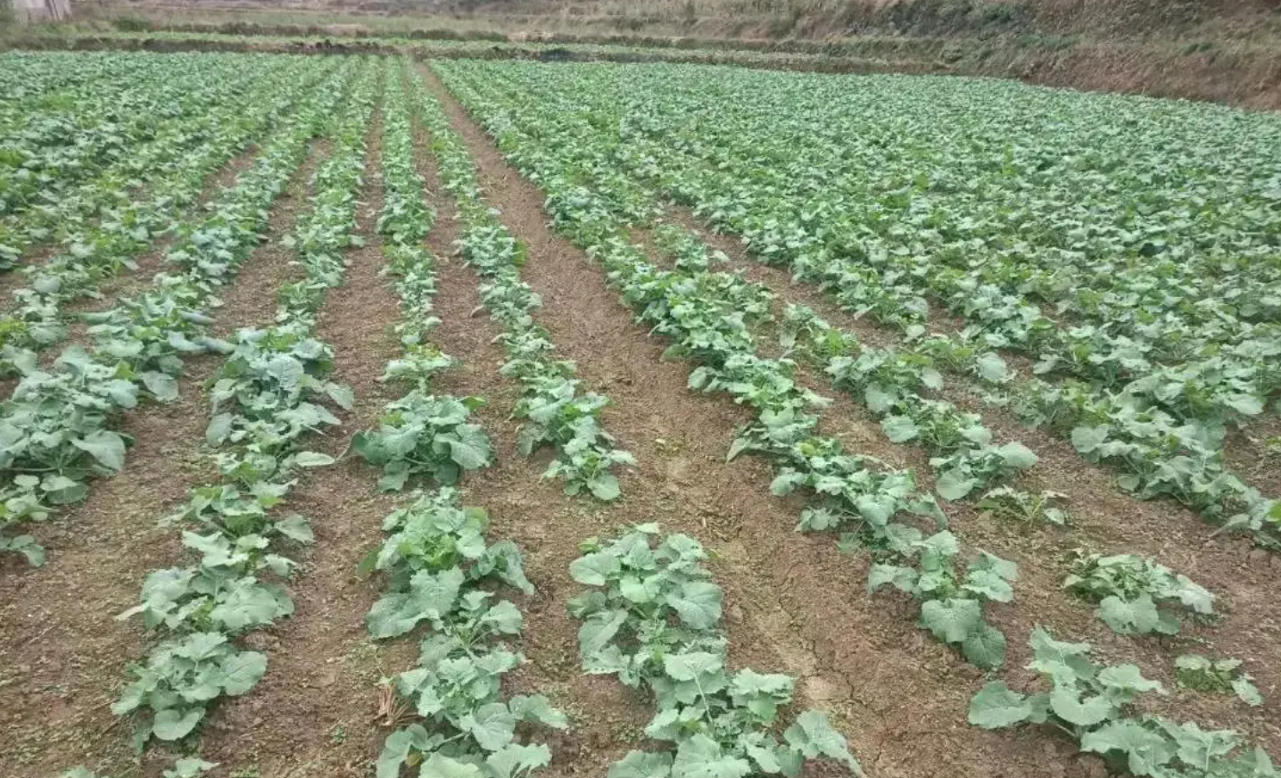 冬油菜遭遇连阴雨，如何通过田间管理抗渍涝、促壮苗？