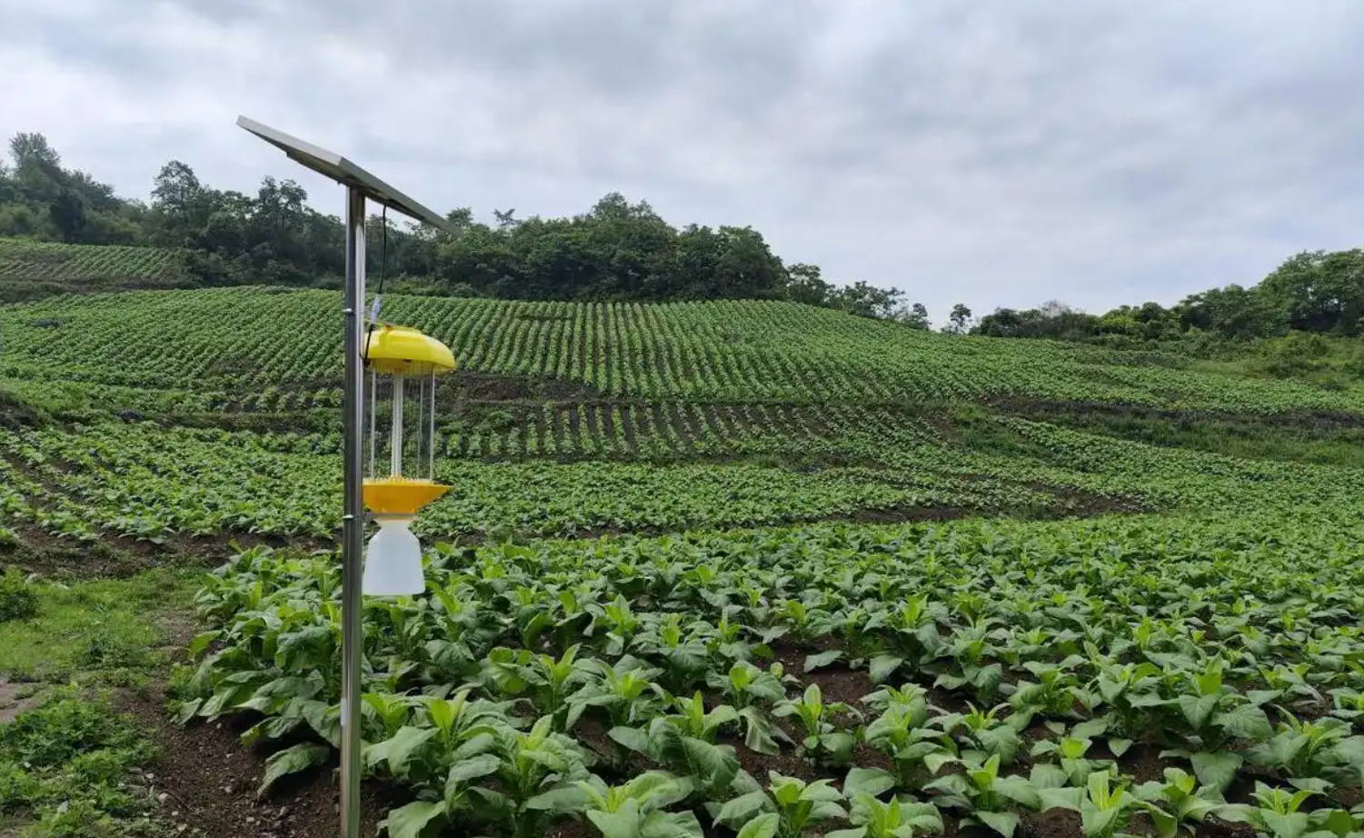 绿色防控落地实操：生物防治与理化诱控标准化技术路线图