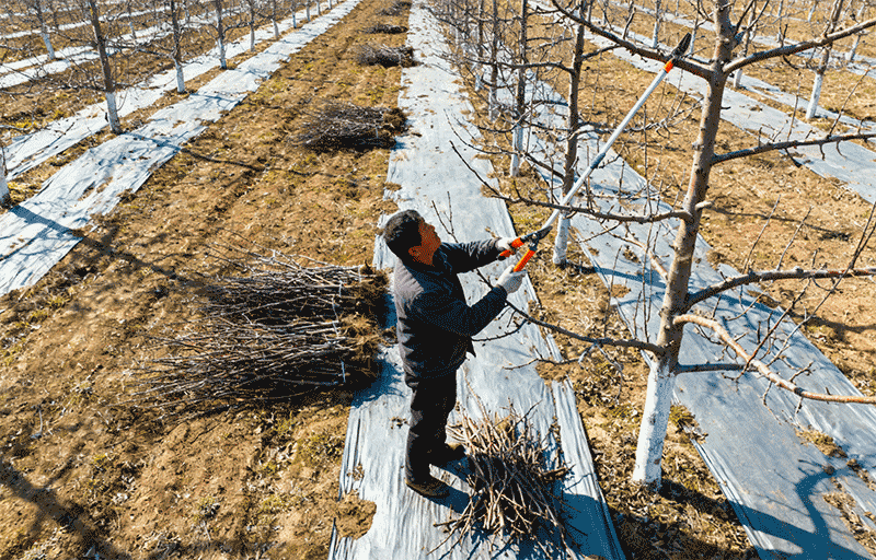 秋冬季果园清园时,如何针对性处理病虫枝和烂果,降低越冬基数?