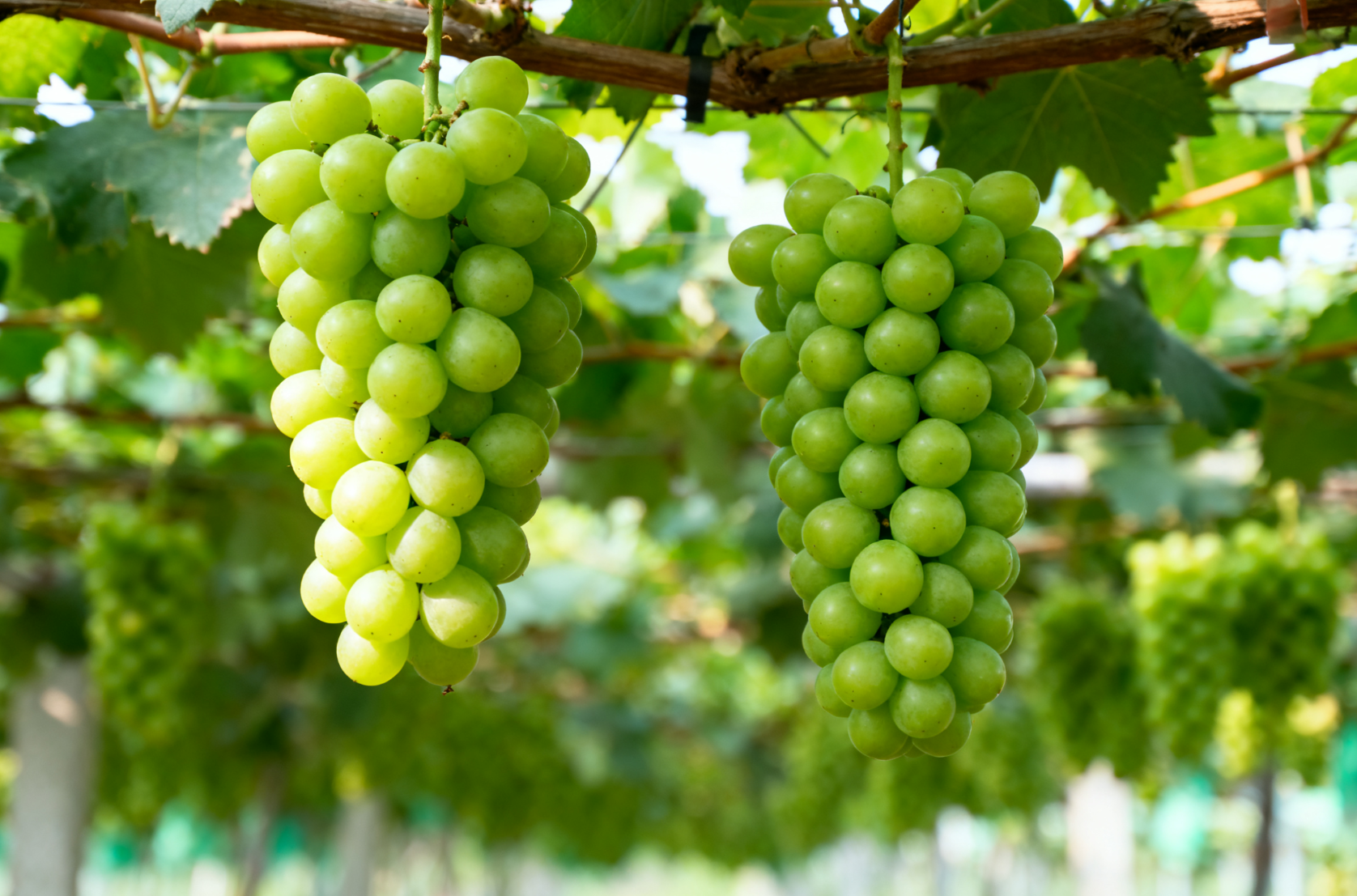 阳光玫瑰疑问全解答:放 1 月不烂是药水泡的?大果粒一定好吗?