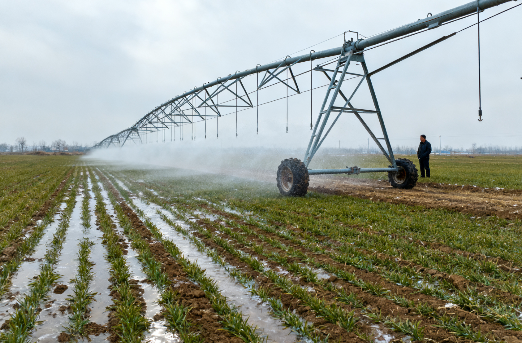 北方冬小麦安全越冬关键措施：封冻水与镇压的实践指南
