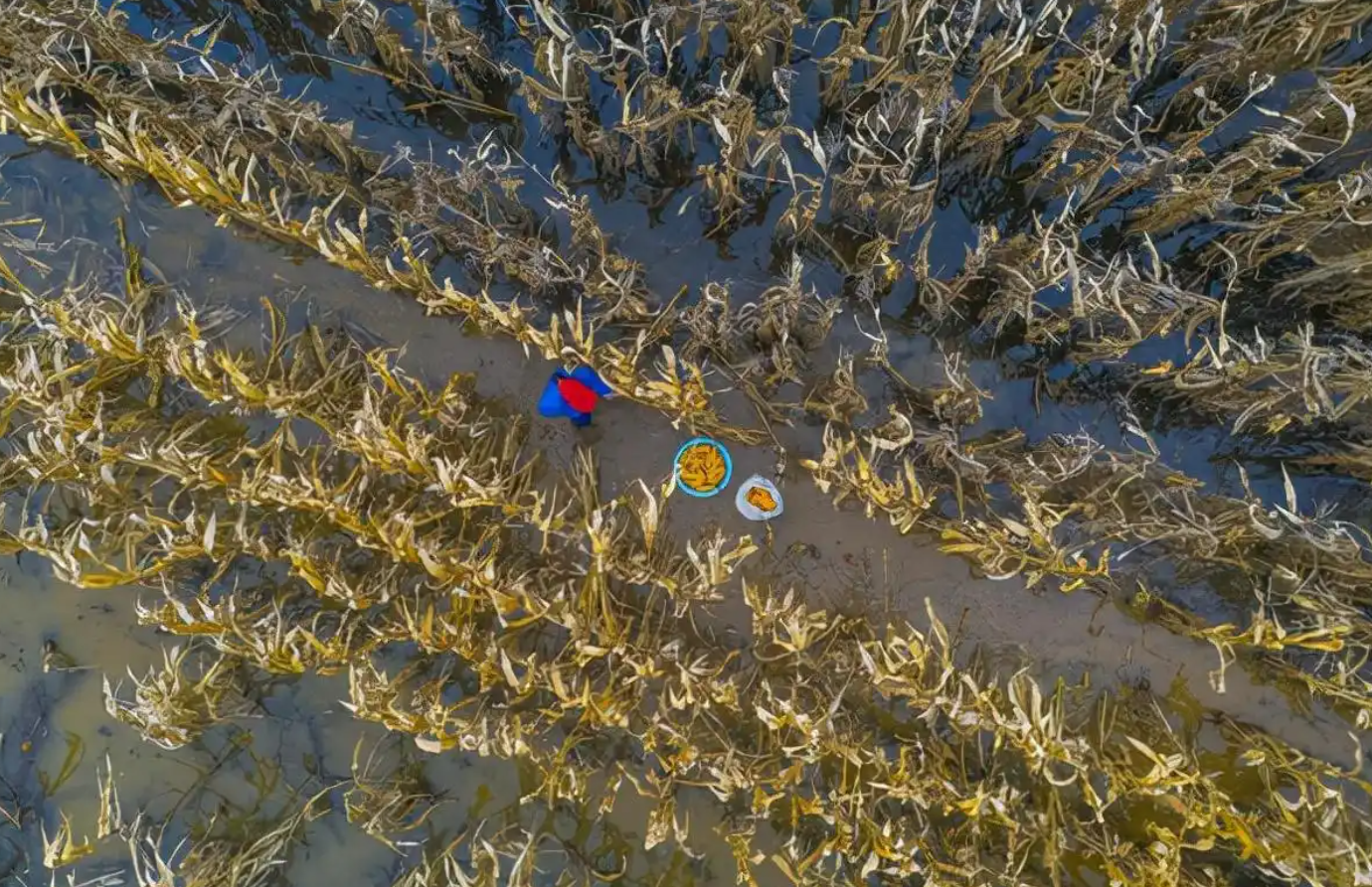 连阴雨袭扰黄淮海:秋粮收获面临哪些挑战?如何破局?