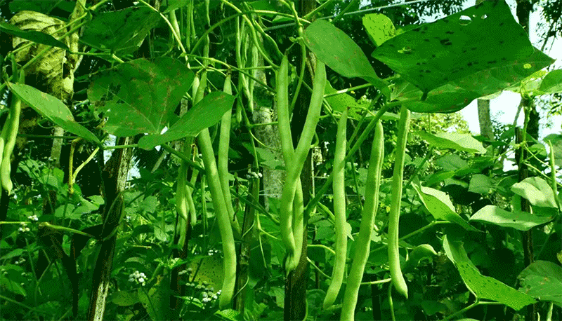 寒露以后还可以种四季豆吗？种子发芽需 20-30℃ 低于 10℃难萌发忌霜冻涝害