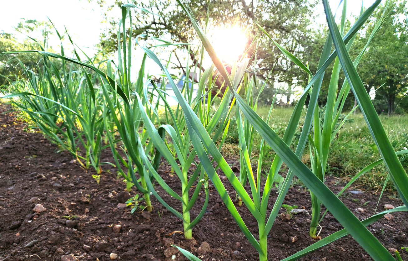 大蒜越冬水浇多浇早危害大:早浇致徒长冻害 多浇诱发烂根死苗