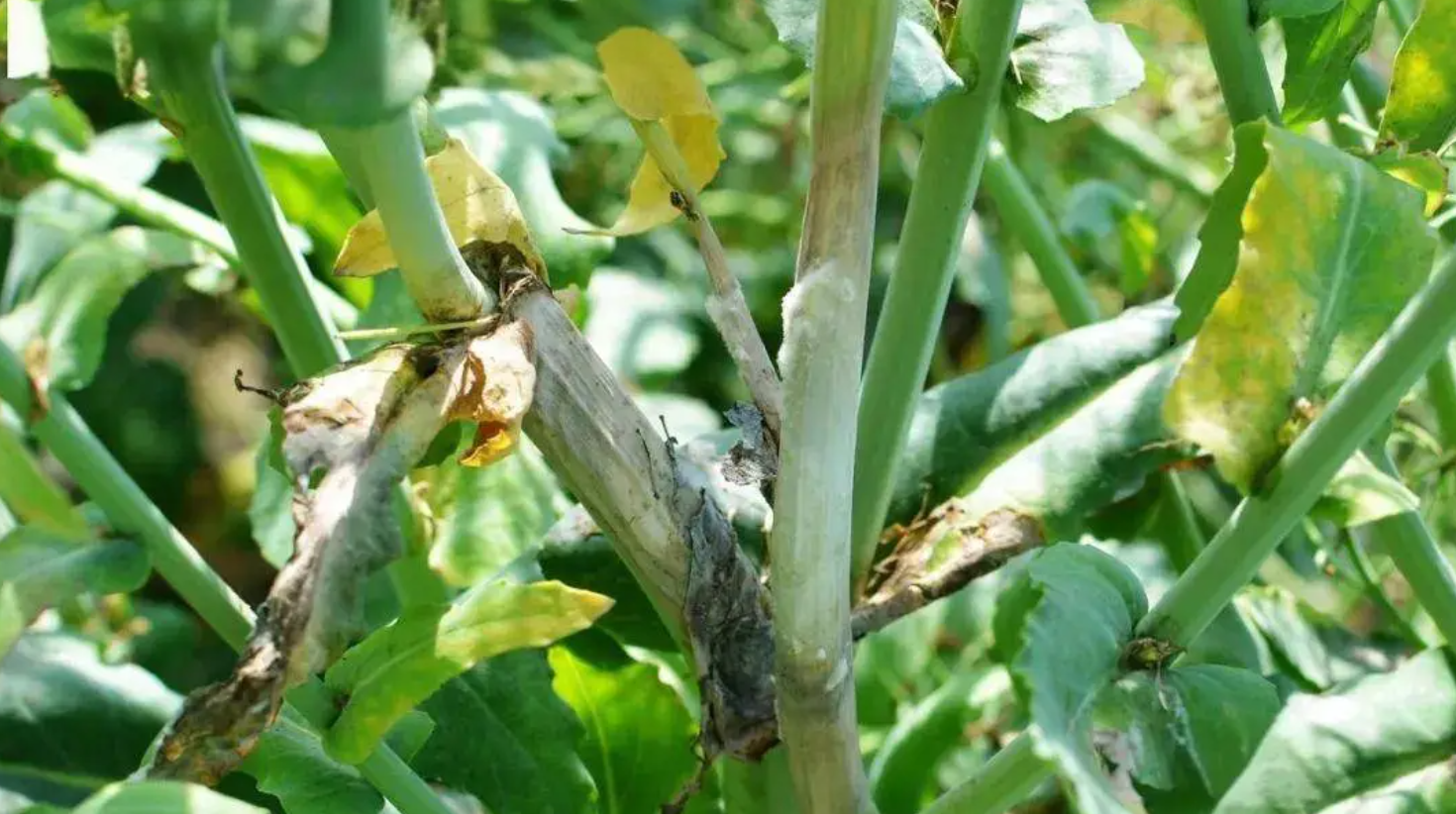 长江中游油菜菌核病防控技术指南与补贴政策详解