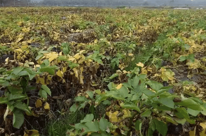 马铃薯晚疫病高发区识别与种薯田管关键技术指南