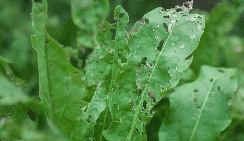蔬菜蓟马、番茄潜叶蛾高发期在何时？设施蔬菜病虫害防控有哪些新技术？
