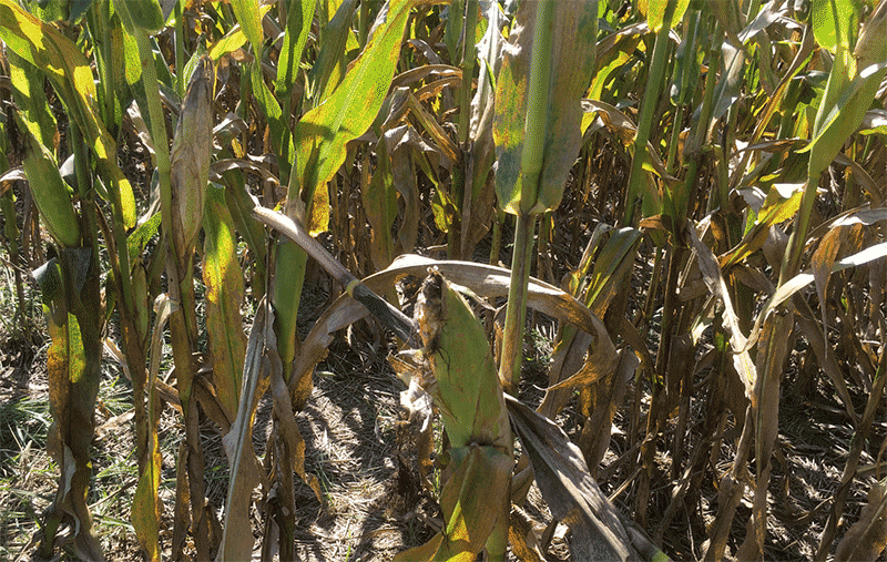 玉米南方锈病和穗腐病如何提前预防？发病后有哪些应急处置办法？