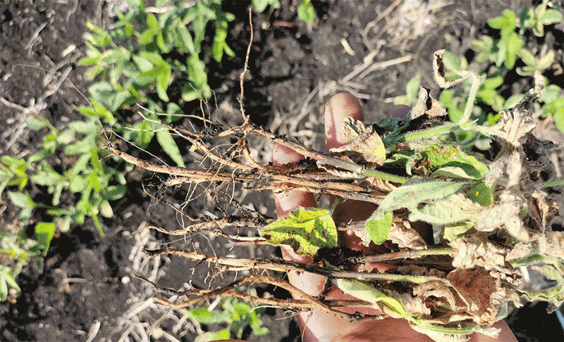 大豆根腐病的发生原因和预防措施有哪些？揭秘与科学防控对策指南