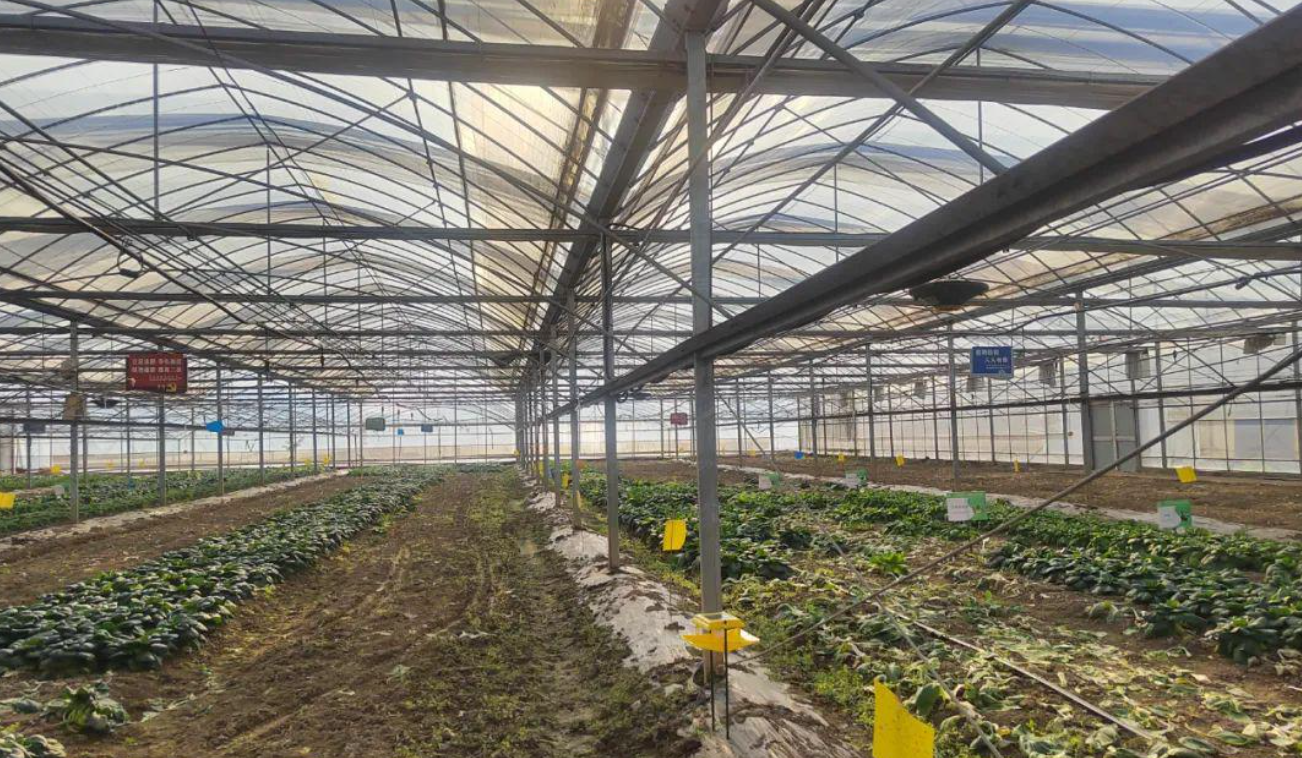 设施蔬菜病虫害绿色防控关键技术应用指南 防虫网与信息素诱杀实操要点解析