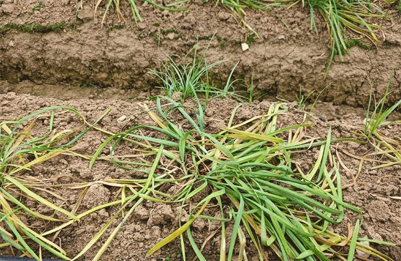 韭菜韭蛆的综合防治技术有哪些？怎样减少化学农药使用？