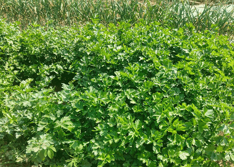 芹菜斑枯病、叶斑病的发病规律和防治要点是什么？