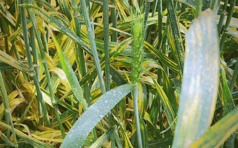 小麦赤霉病条锈病重发区域预警与2025年科学防控应对策略