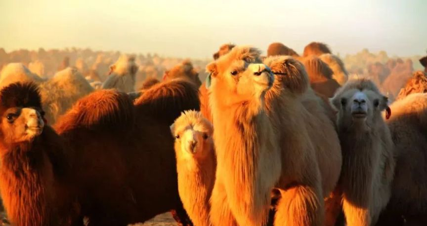 阿拉善骆驼产业全链升级:从牧场到市场的30亿财富密码