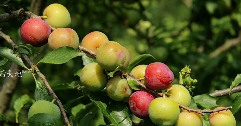 川东余家坪返乡种地卷出新高度:年轻人如何用果酱撬动百万订单