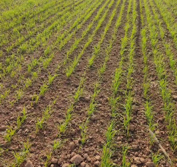 小麦冬前管理:看叶片补微肥,培育壮苗好过冬