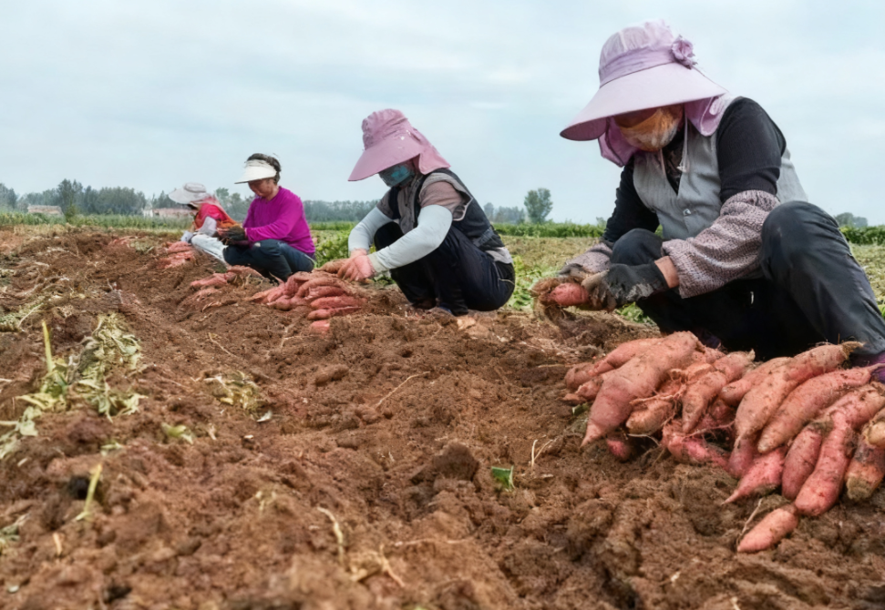 “95后”大学生返乡创业，带动留守村民增收到户