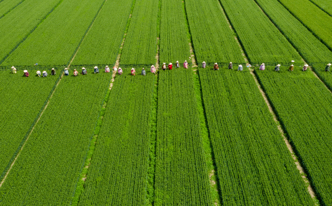 淮北地区积极落实晚播小麦技术措施,力保明年夏粮丰收