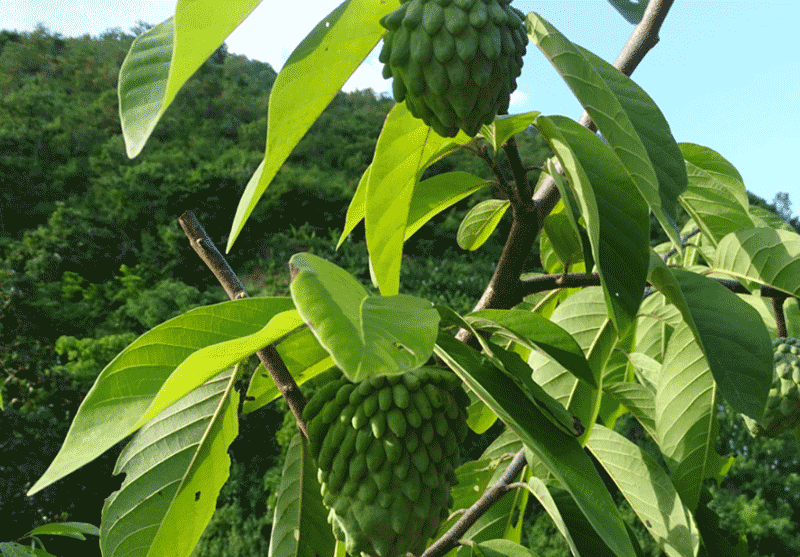 释迦果怎么种？如何种植释迦果？