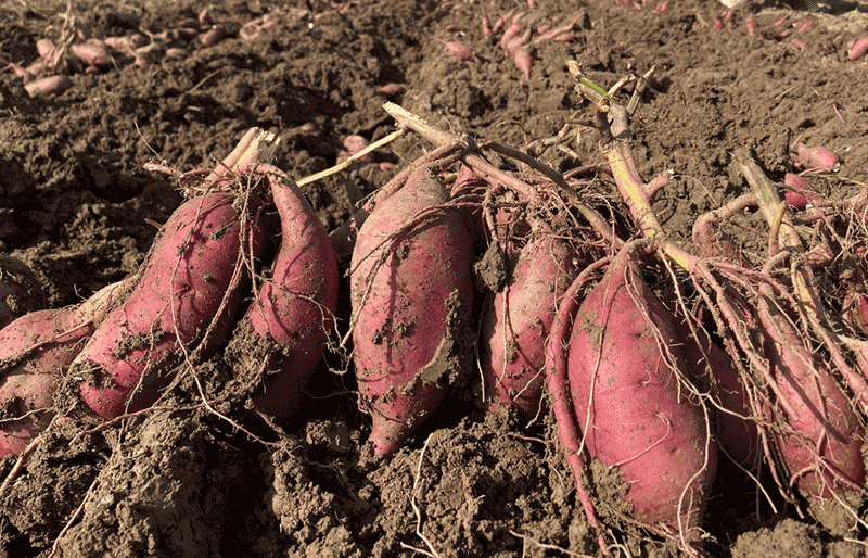 山西高平全力抢收秋粮，多措并举保障农民收益