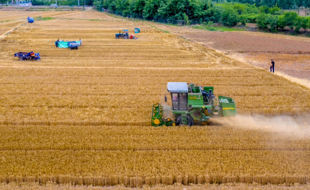 山东农业集团：雨中力保秋粮归仓