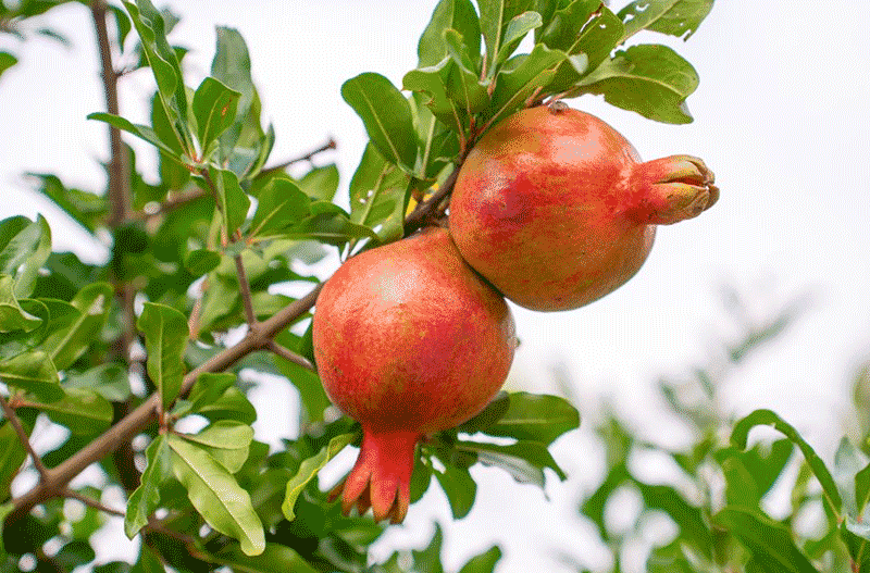 什么时候给石榴树浇水？给石榴水浇水有什么技巧？