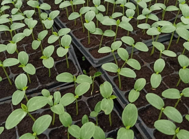 黄瓜幼苗怕冷怎么办?老农教你几招防冻秘诀