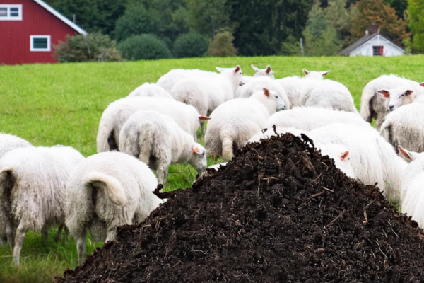 如何使用有机肥?有机肥的使用方法有哪些?