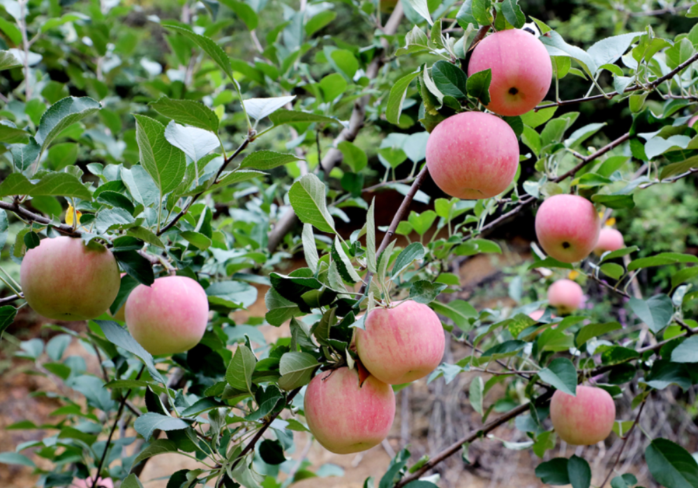 山西高平：千亩苹果迎丰收，果农笑逐颜开