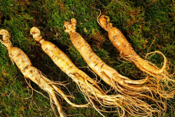 种什么药材又快又赚钱？这10个品种市场需求大、效益可观