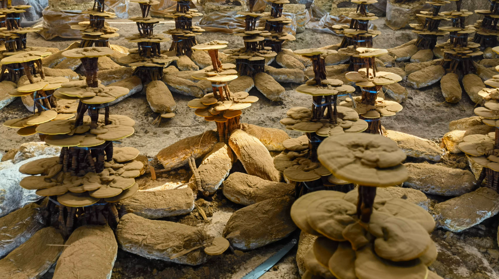 灵芝铺就特色产业路，长子县探索乡村致富新样本