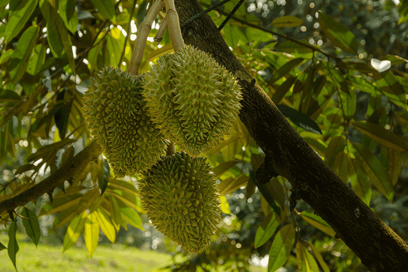 广东能种出好榴莲吗?实地调查来了