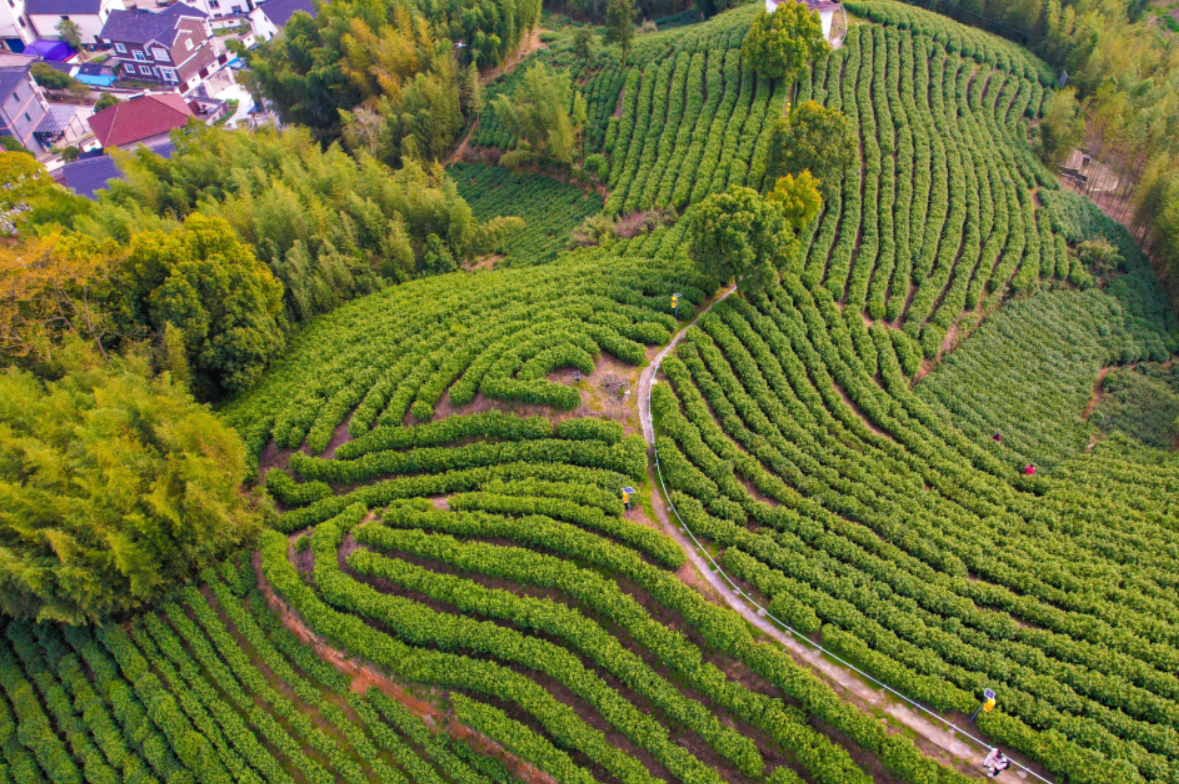 茶园剧本杀、旧站改造茶咖……看径山如何用青春灵感激活千年茶文化