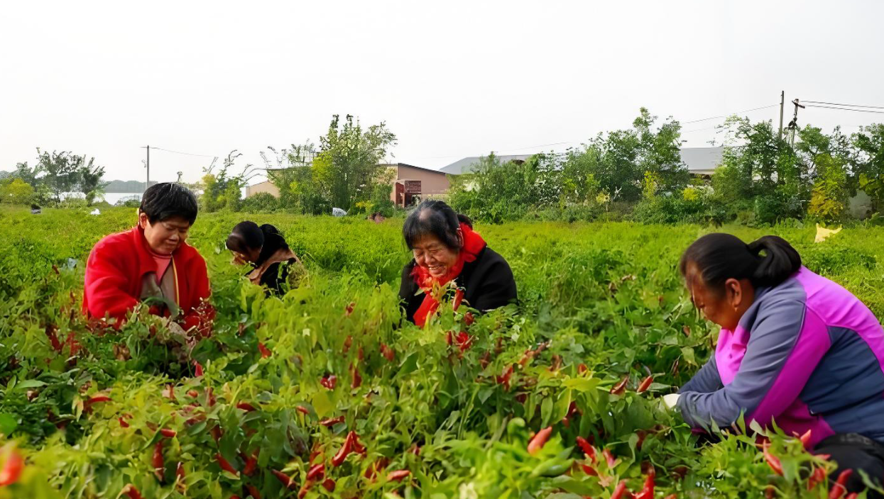 山西襄垣小米椒迎丰收，&ldquo;红火&rdquo;产业带动村民增收