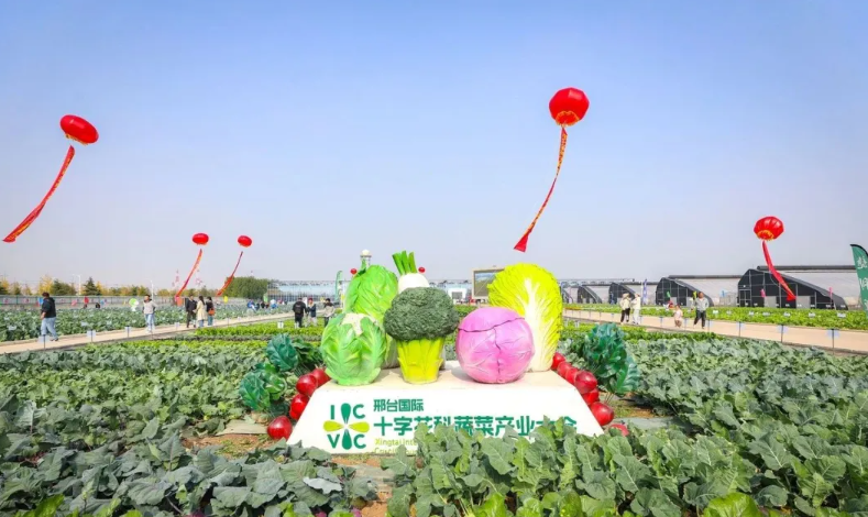 十字花科蔬菜产业大会任泽启幕，全球链动共绘蔬菜发展新图景